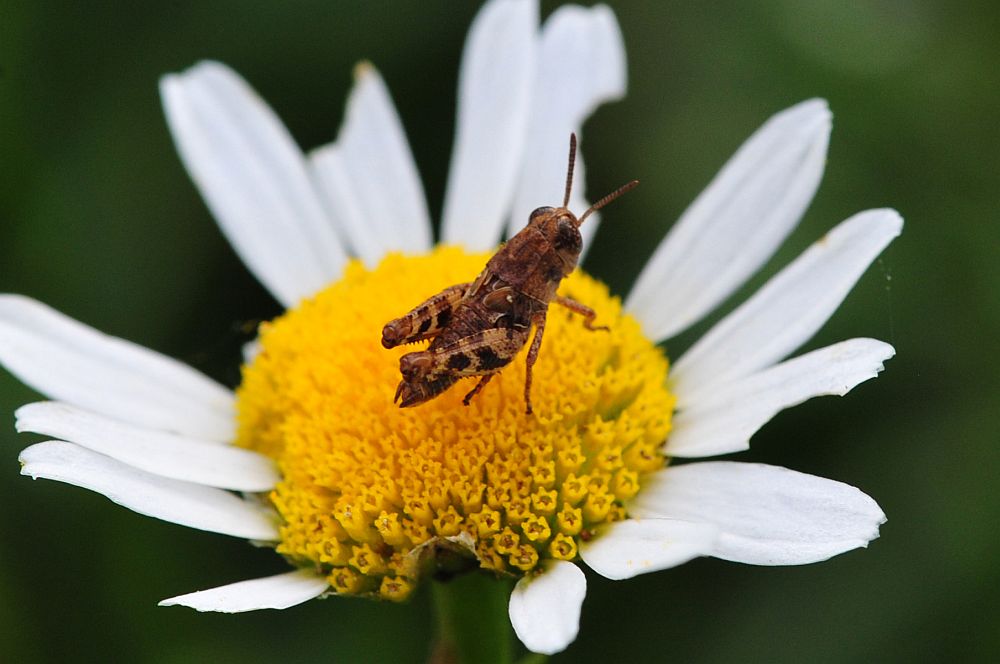 La vita in un fiore - seconda parte